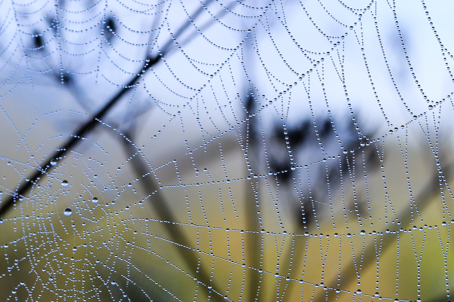 Dew Drops In The Web
