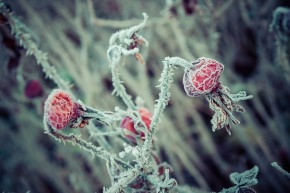 Frosty rosehips