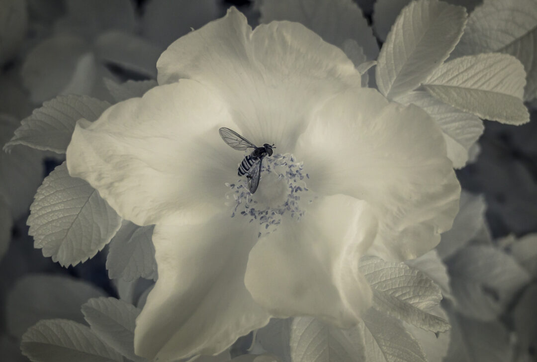 Infrared insect