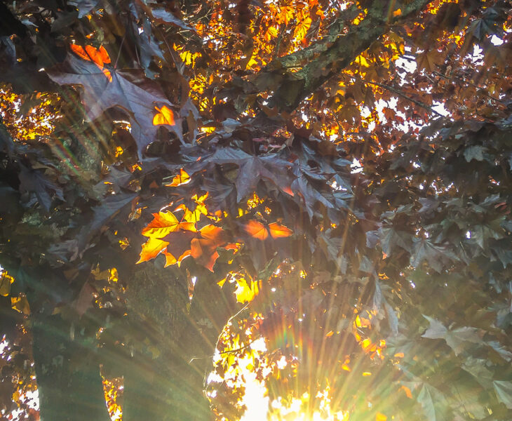 Flare in the tree