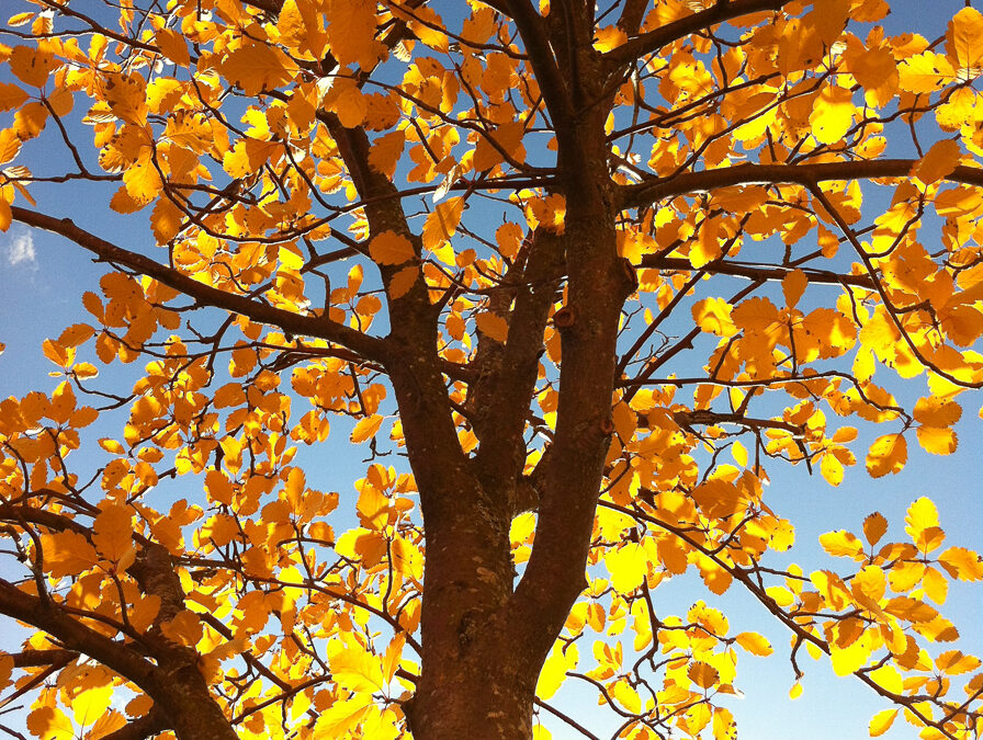Tree meets sunlight